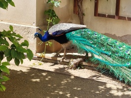 A Peacock in Wallenstein Garden (Valdštejnská zahrada) in the Lesser Town of Prague